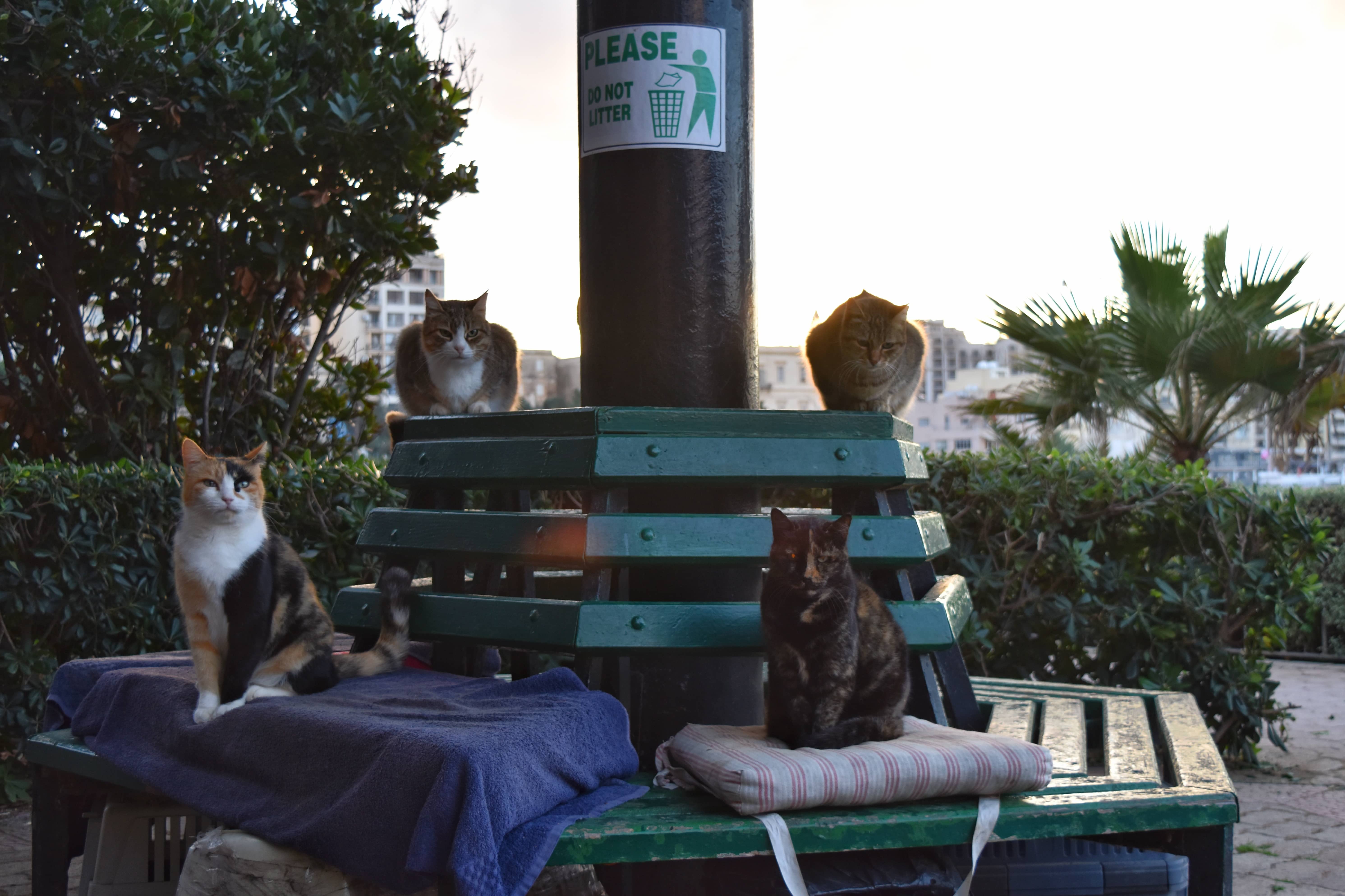 猫カフェイベントアイデア集！年間通して楽しめる企画を完全網羅