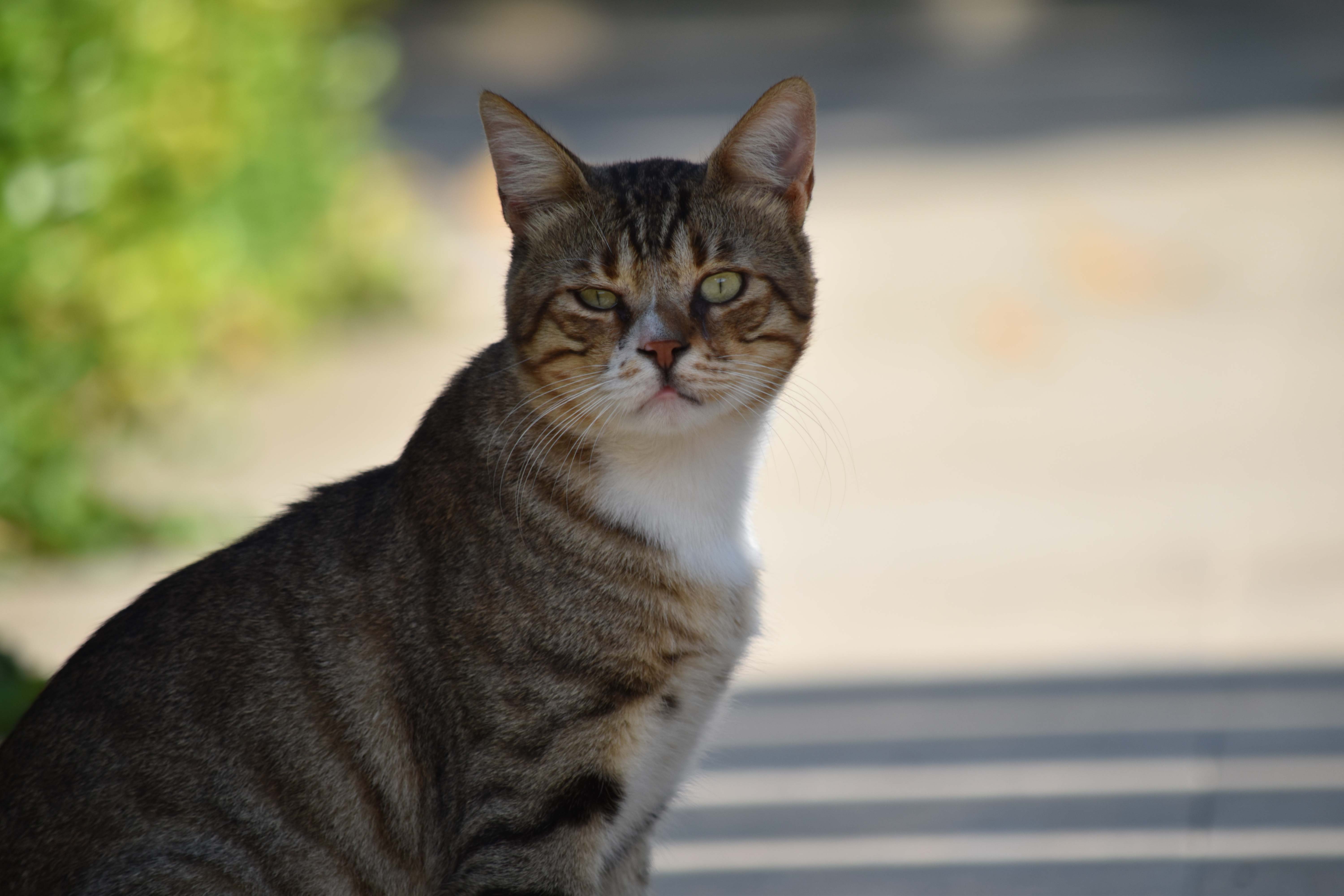 猫の目の色は全部で何色？瞳の色が決まる仕組みと希少な虹彩異色症